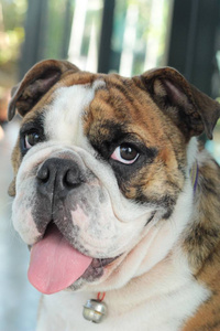 英国斗牛犬是可爱照片