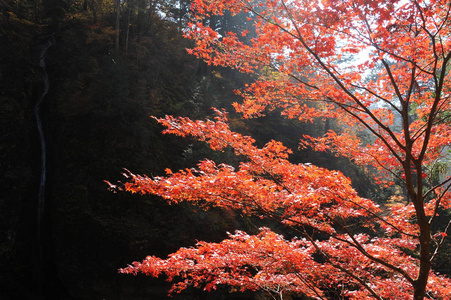 秋天一棵树与红叶图片