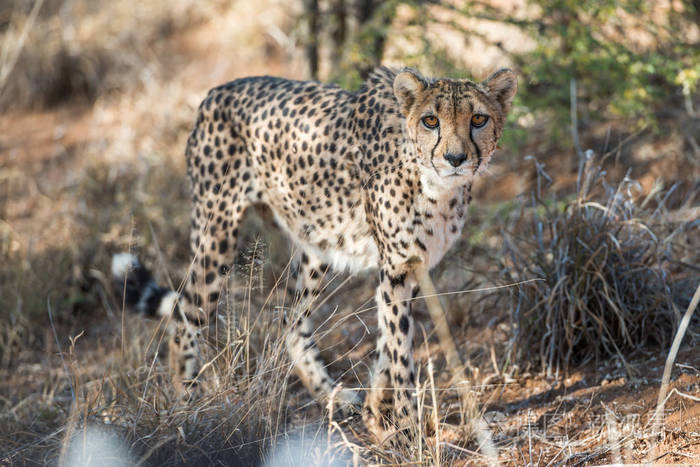 一只猎豹于热带稀树草原林地的猎豹农场关闭视图