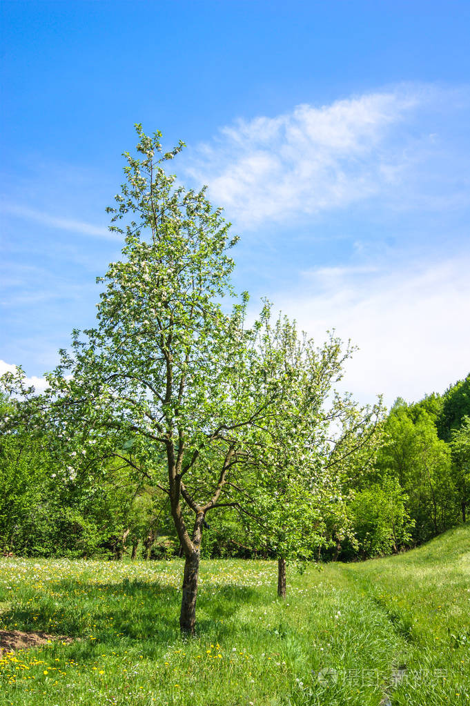 苹果幼树不开花在花园里