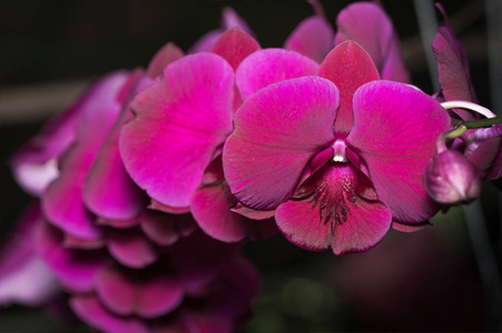 粉红色的蝴蝶兰花花上暗调图片