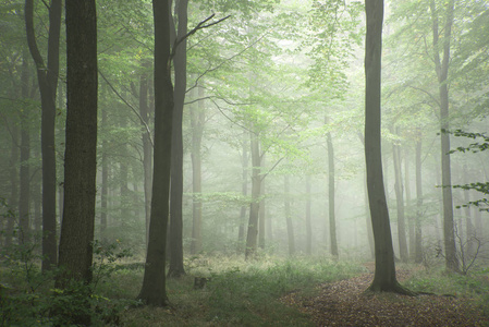 郁郁葱葱的绿色童话增长概念迷雾森林景观形象照片