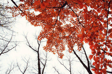 秋天一棵树与红叶图片