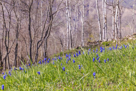 春天 生长 天空 森林 自然 盛开 牧场 布莱 领域 植物区系