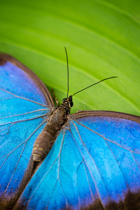 蓝色热带蝴蝶的细节