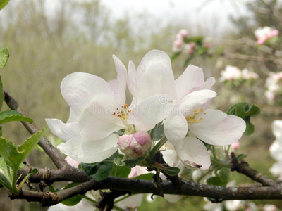 苹果花