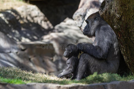 小猩猩和妈妈