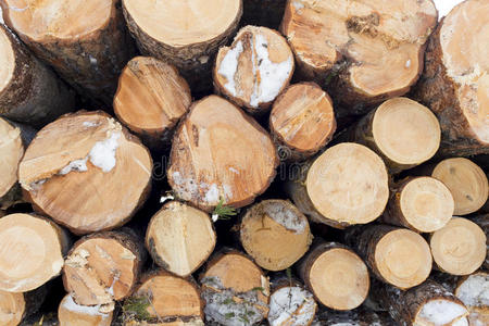 环境 燃料 建设 木匠 圆圈 森林 地板 登录中 建造 纤维