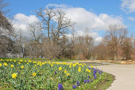 水仙花和风信子花坛的城市公园