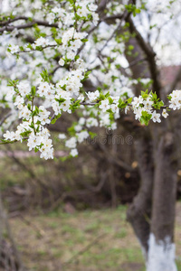 白花绿叶的春树