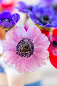 银莲花 颜色 开花 美丽的 紫色 粉红色 优雅 季节 花的