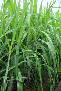 植物 领域 作物 农业 甘蔗 农田 生长 自然 成长 藤条