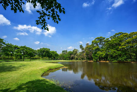 春天 树叶 风景 美丽的 森林 秋天 自然 草地 夏天 伍兹