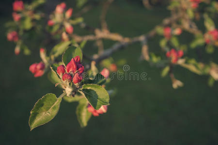 苹果花