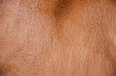 牛毛皮肤照片