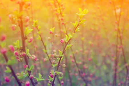 树枝上开着粉红色的小花，春天花园里的花