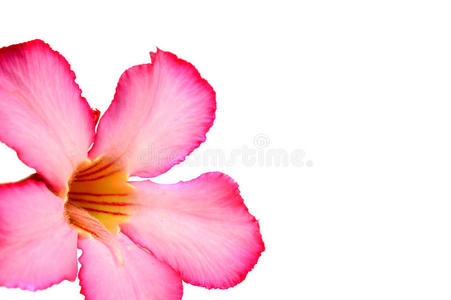 花卉背景。热带花粉红色腺体特写