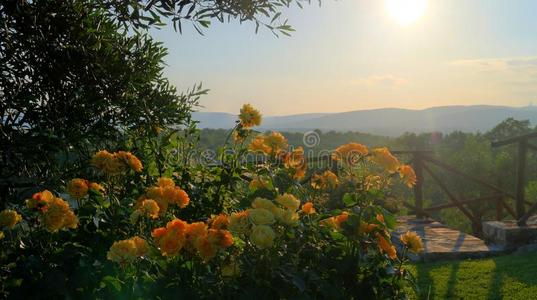 假期 夏天 美丽的 露水 外部 农业 颜色 太阳 植物 假日