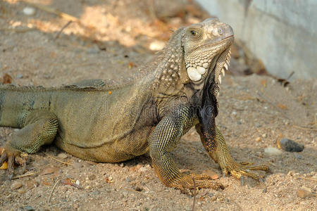 地面 轮廓 鬣蜥 可以想象 加拉帕戈斯 美女 肖像 眼睛