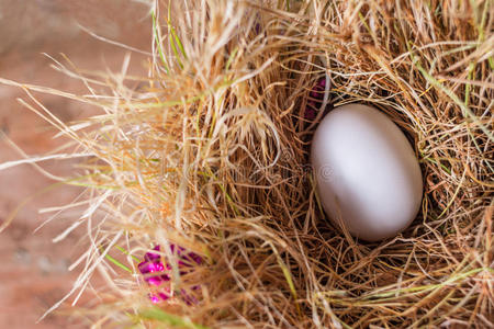 健康 鸡蛋 复活节 农场 早晨 蛋白质 营养 篮子 自然