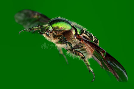 飞的金匠甲虫孤立在绿色上.照片