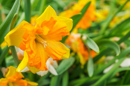 美丽的黄色水仙花。 水仙花。