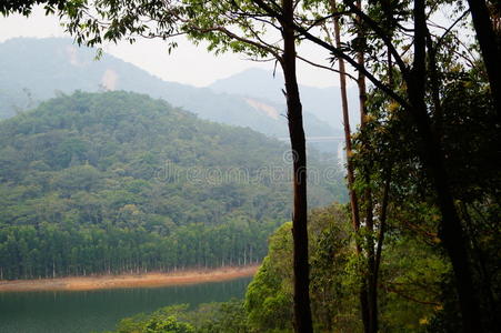 森林 旅游业 泰山 风景 公园 自然 瓷器 植物 建筑 亚洲