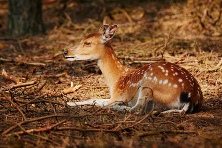 躺在小小鹿图片