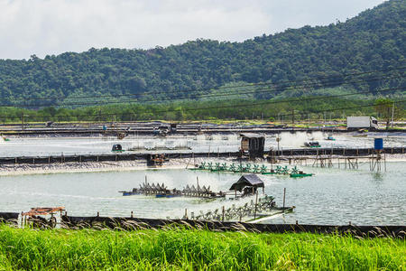 岩石 甲壳类动物 动物 储备 公司 生产 养育 方法 全景