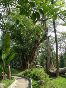 丛林 云南 植物 植物区系 旅行 自然 植被 林地 风景