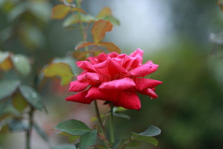 盛开的粉红玫瑰