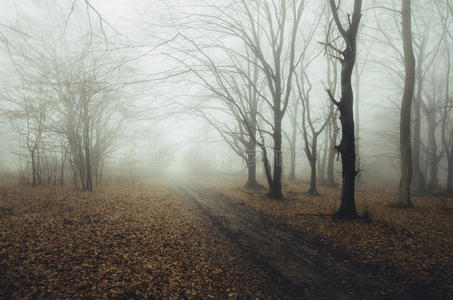 魔术 童话 冒险 诡异的 森林 纳特 情绪 神秘 地面 薄雾