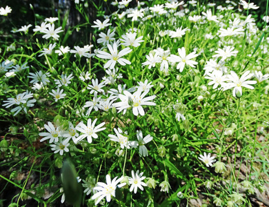 十月 季节 情景 森林 九月 山谷 天气 特写镜头 荒野