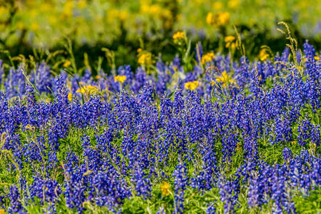 近距离观看一个田野，覆盖着著名的德克萨斯州蓝本网和其他各种野花