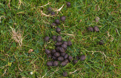 新鲜的羊粪照片