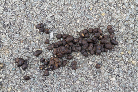 新鲜的羊粪照片