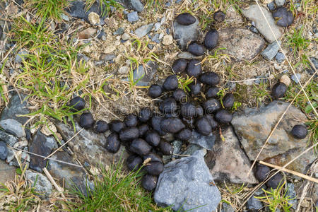 新鲜的羊粪照片