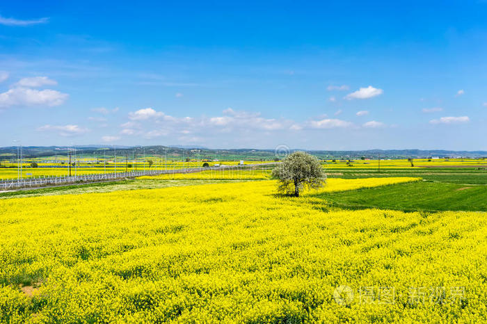 鸟瞰乡村景观与盛开在北格里