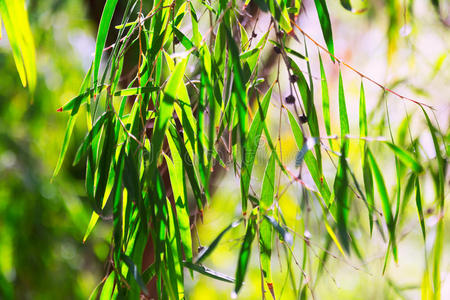 球状 分支 树叶 澳大利亚人 花的 花园 灌木 芳香疗法