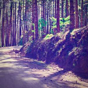 小山 空的 意大利 公路 旅行 签名 树叶 欧洲 高速公路