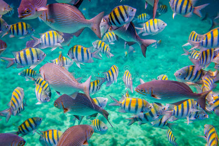 热带珊瑚礁。