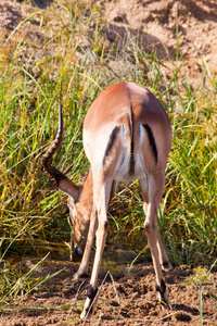 格拉斯 喇叭 肯尼亚 风景 储备 瞪羚 自然 游戏 公司