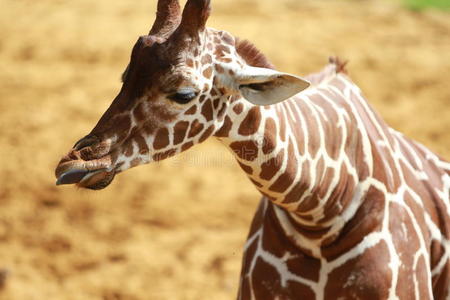 动物园里的长颈鹿宝宝