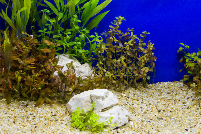 种植 环境 坦克 水族馆 淡水 苔藓 植物 利乐 自然 颜色
