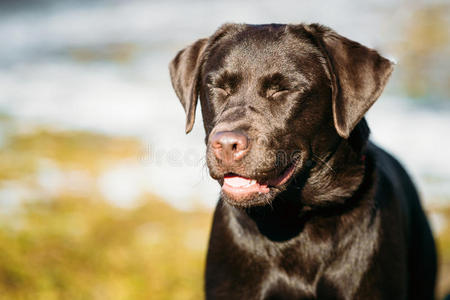 漂亮的棕色狗拉布拉多猎犬