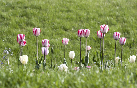 郁金香 粉红色 植物区系 春天 花的 特写镜头 模糊 分辨率