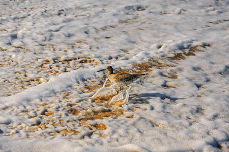 一种威利鸟，一种从海浪中奔跑的沙笛