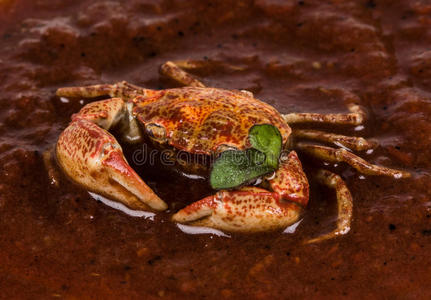 煮熟的螃蟹，白色背景