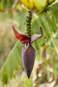 香蕉花