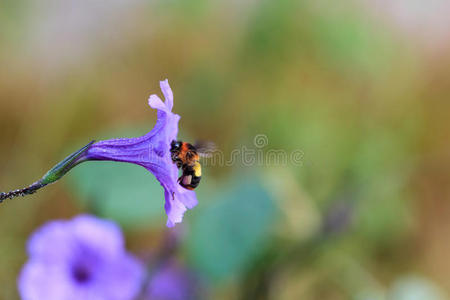 蜜蜂从花中收集花粉